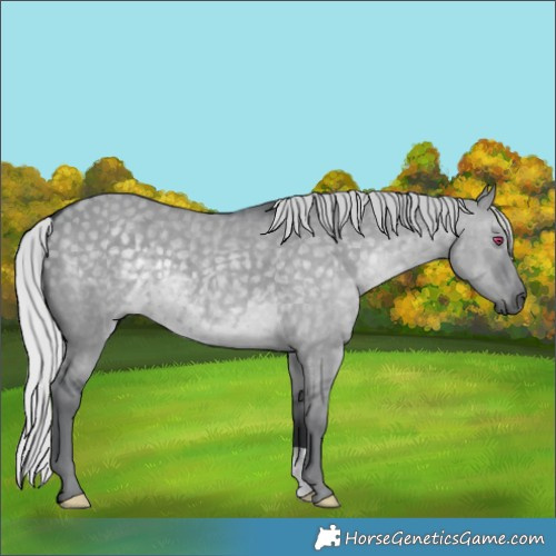 Horse Color:Silver Grullo Chinchilla 