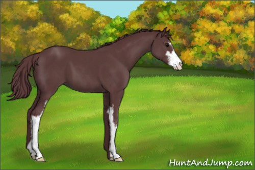 Horse Color:Chocolate Black Sabino 