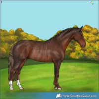 Horse Color:Liver Chestnut Rabicano 