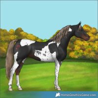 Horse Color:Liver Chestnut Tobiano 