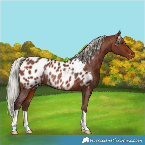 Horse Color:Silver Bay Appaloosa Rabicano 