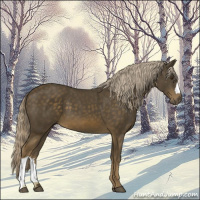 Horse Color:Chocolate Palomino 
