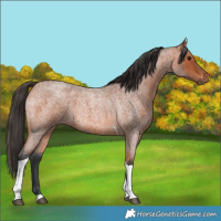 Horse Color:Bay Roan Tobiano 
