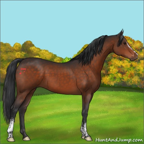 Horse Color:White Spotted Brown 