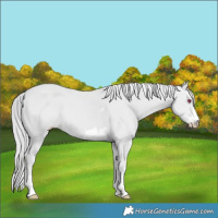Horse Color:Smoky Creme Chinchilla