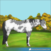 Horse Color:Platinum White Spotted Grullo Chinchilla Frame 