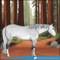 Horse Color:Silver Bay Chinchilla Dun 