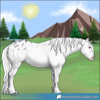Horse Color:Platinum Silver Brown Chinchilla Dun Appaloosa 