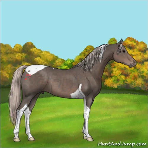 Horse Color:Silver Black Tobiano Rabicano 