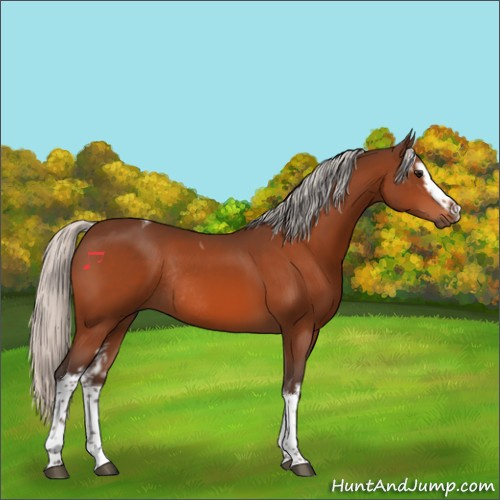 Horse Color:White Spotted Silver Bay Tobiano Rabicano 