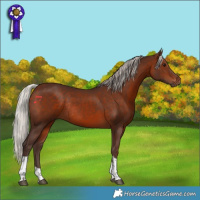 Horse Color:Silver Brown Tobiano Rabicano 