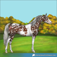 Horse Color:Silver Brown Tobiano Frame Appaloosa 