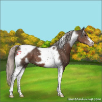 Horse Color:Silver Black Tobiano Frame Appaloosa 