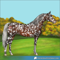 Horse Color:Silver Brown Tobiano Snowflake Varnish Rabicano 
