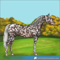 Horse Color:Silver Black Tobiano Snowflake Varnish