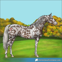 Horse Color:Silver Black Tobiano Snowflake Varnish Rabicano 
