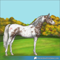 Horse Color:Silver Black Tobiano Frame Appaloosa Rabicano 