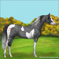 Horse Color:Blue Roan Splash Tobiano Snowflake Varnish