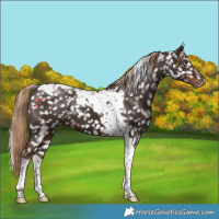 Horse Color:Liver Chestnut Tobiano Snowflake Varnish