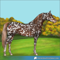 Horse Color:Liver Chestnut Tobiano Snowflake Varnish