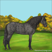 Horse Color:Black and Grullo Varnish