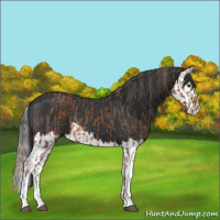 Horse Color:Chestnut  and Black Splash 