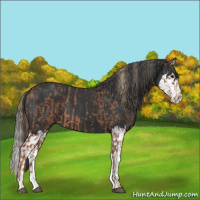 Horse Color:Red Roan  and Black Splash 