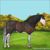 Horse Color:Bay  and Black Splash 