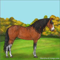 Horse Color:Bay  and Bay Sabino 