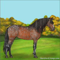 Horse Color:Grullo Appaloosa  and Bay 