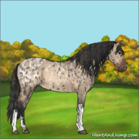 Horse Color:Grullo Blanket  and Bay Dun 