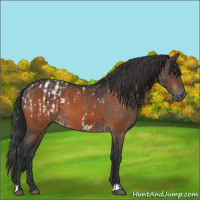 Horse Color:Grullo Blanket  and Bay 