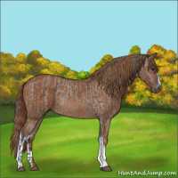 Horse Color:Grullo Appaloosa and Chestnut