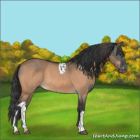 Horse Color:Grullo Appaloosa  and Bay Dun 