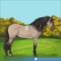 Horse Color:Grullo Blanket  and Bay Dun 