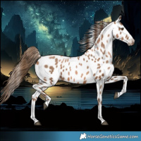 Horse Color:Liver Chestnut Pearl Appaloosa 