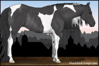 Horse Color:Black Tobiano Rabicano