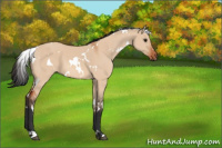 Horse Color:White Spotted Bay Dun 