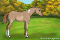 Horse Color:White Spotted Red Dun 