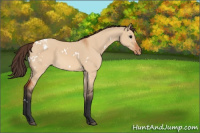 Horse Color:White Spotted Bay Dun Appaloosa 