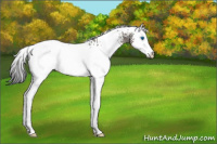 Horse Color:White Spotted Grullo Splash 