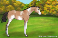 Horse Color:White Spotted Bay Dun Frame