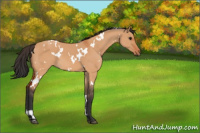 Horse Color:White Spotted Bay Dun