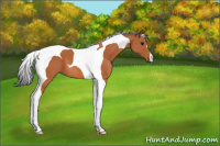 Horse Color:Bay Tobiano 