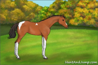 Horse Color:Bay Tobiano 