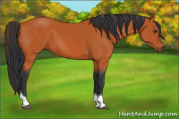 Horse Color:Bay Tobiano 