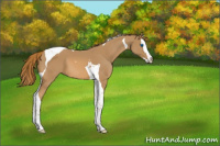 Horse Color:Chestnut Splash Tobiano 