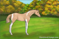 Horse Color:Gold Champagne Tobiano 