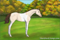 Horse Color:Amber Champagne Dun Tobiano 
