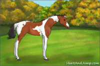 Horse Color:Bay Tobiano